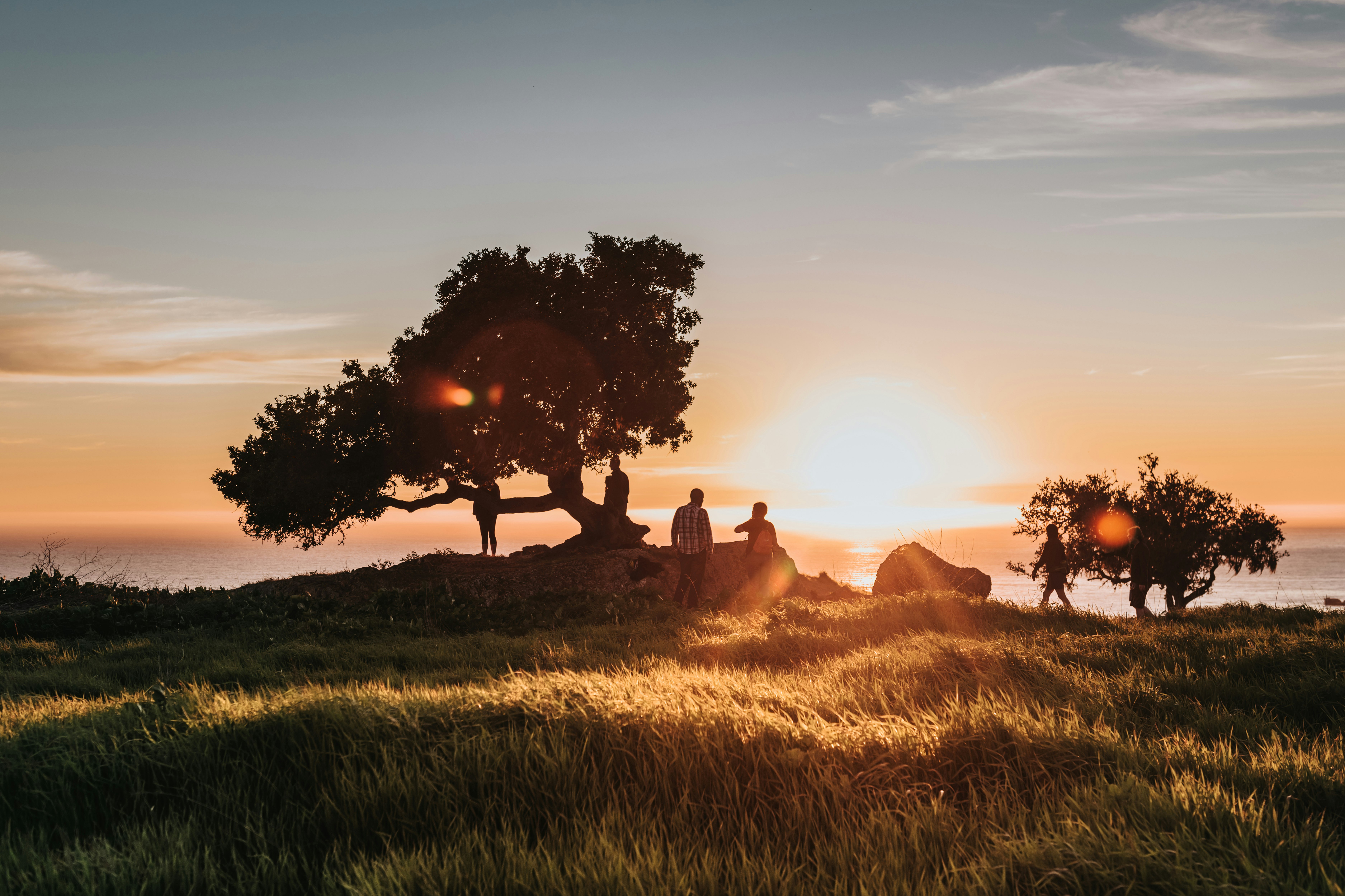 silhouette of trees during sunset